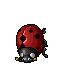 Ladybug